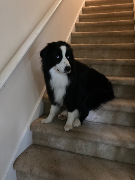 Puppy Survival Thread: muddy footprints into Spring 2022
