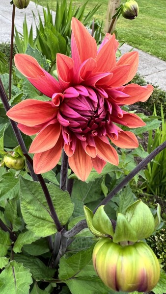 Who’s growing Dahlias this year