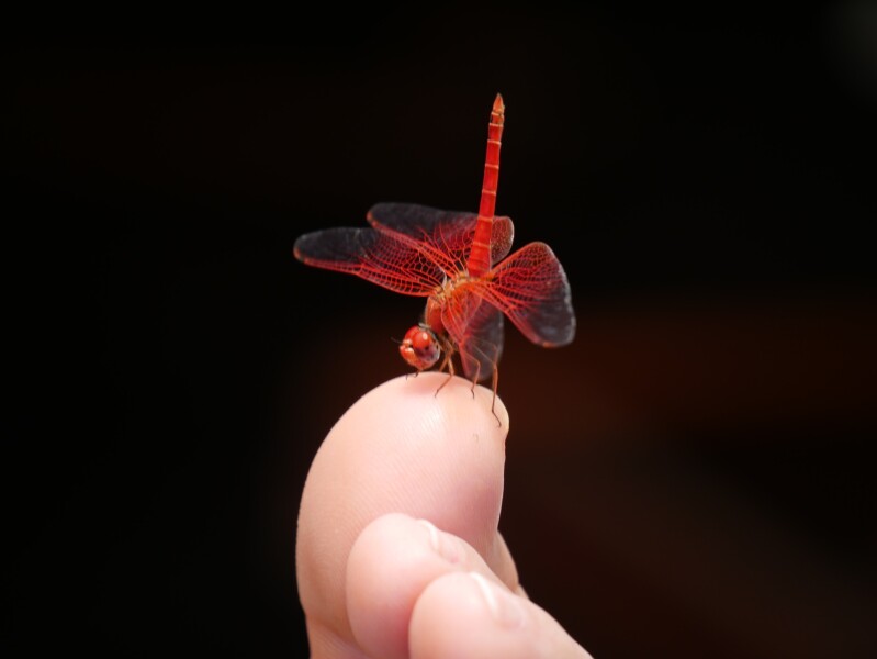 Does anyone else think dragonflies are absolutely disgusting ?