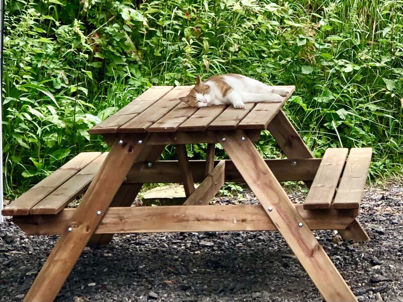 Neighbour getting cross about my cats