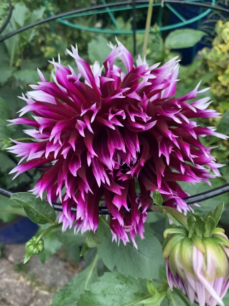Who’s growing Dahlias this year
