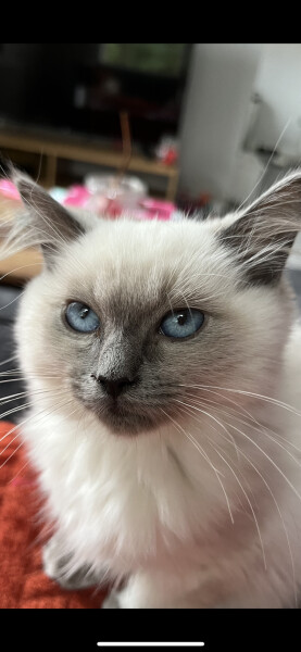 Why isn't cat using litter tray?