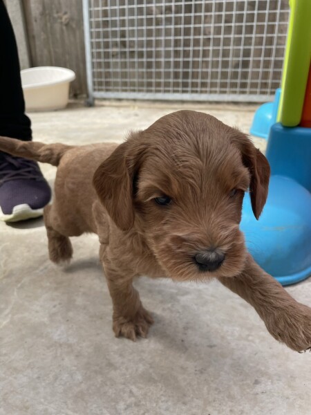 Which dog toilet? First time pup owner **Cute Puppy Photo**
