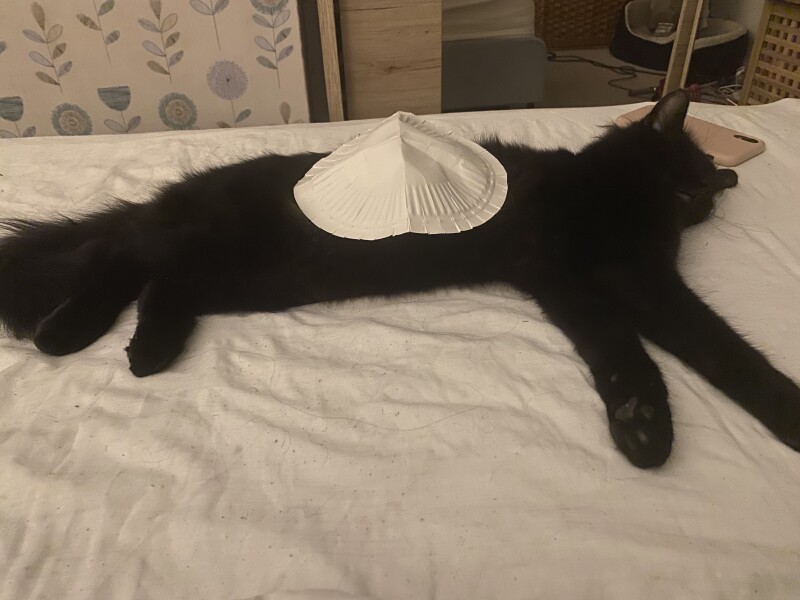 AIBU to shove this paper plate up the Vinted seller’s arse? 