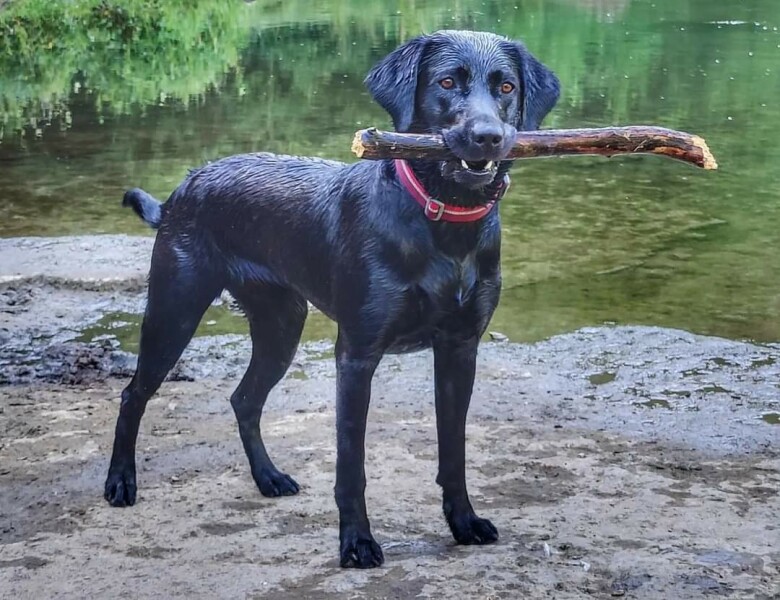 Puppy Survival Thread: muddy footprints into Spring 2022
