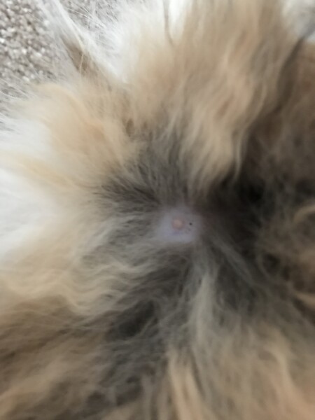 What is this on my cat??