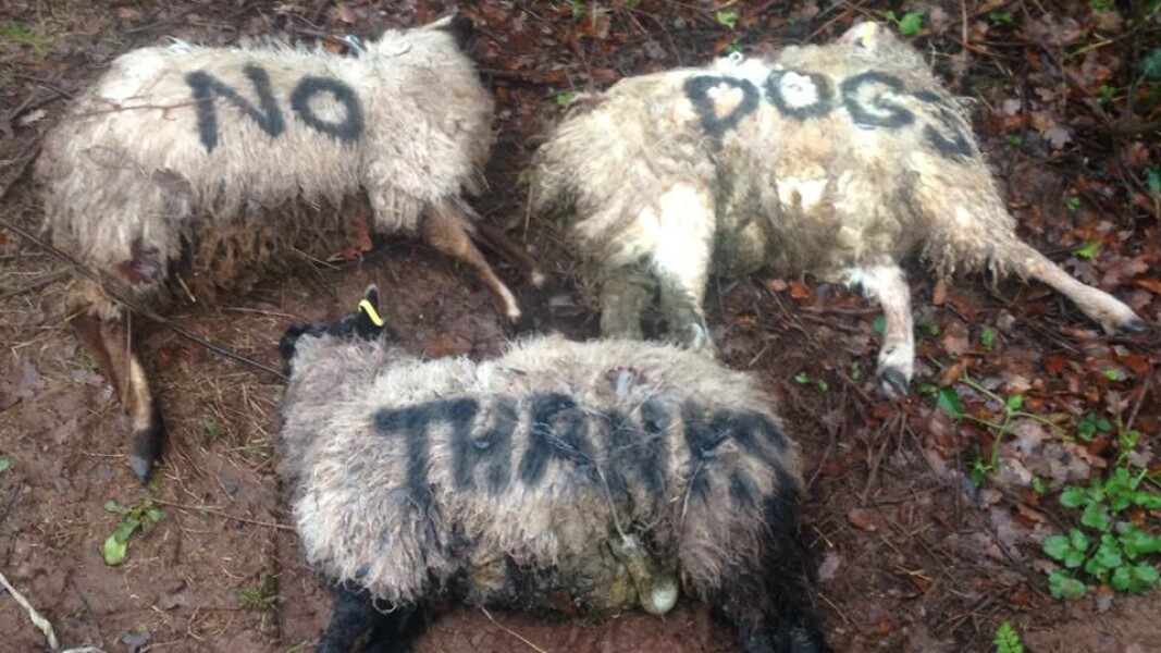Was I being overly sensitive? *TW animal death