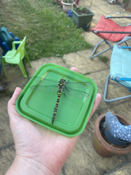 Does anyone else think dragonflies are absolutely disgusting ?