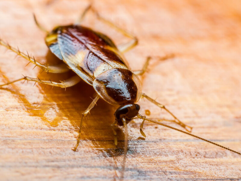 Is this a cockroach?
