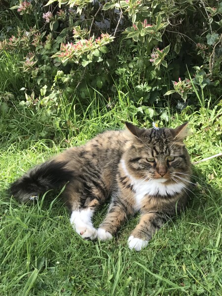 What is this on my cat??