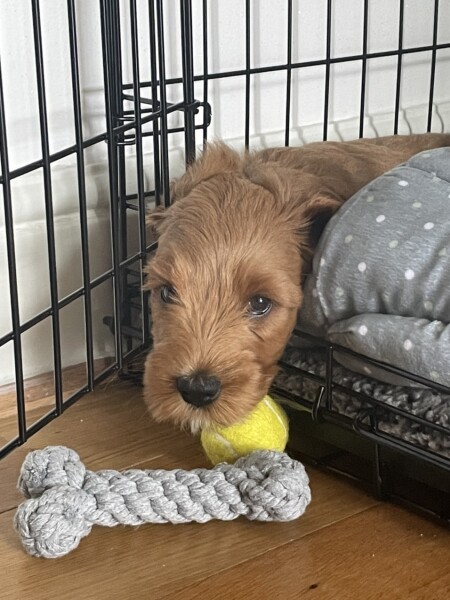 New puppy question! How do I, um, clean his bum?