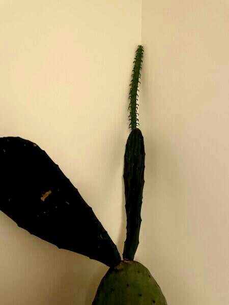 Is my cactus dead or *mostly* dead?
