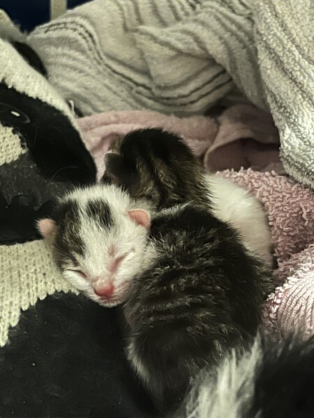 Bottle feeding once again