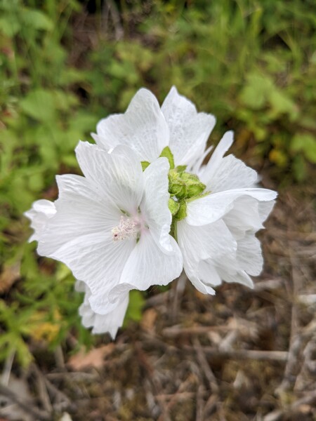 Nature Notes: the 2022 edition