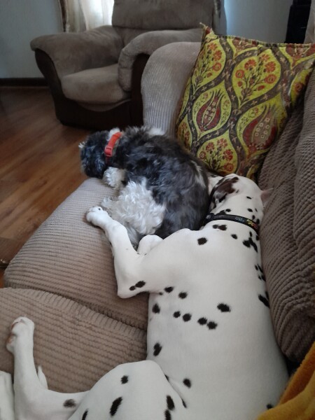 My dog is not allowed