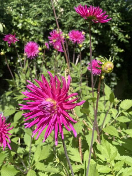 Who’s growing Dahlias this year