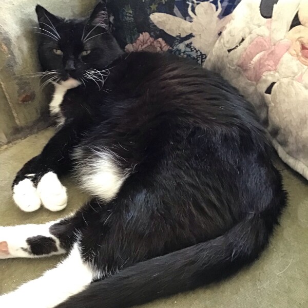 How my cats (lizards) are dealing with this terrible heat?