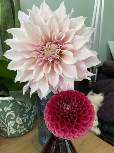 Who’s growing Dahlias this year