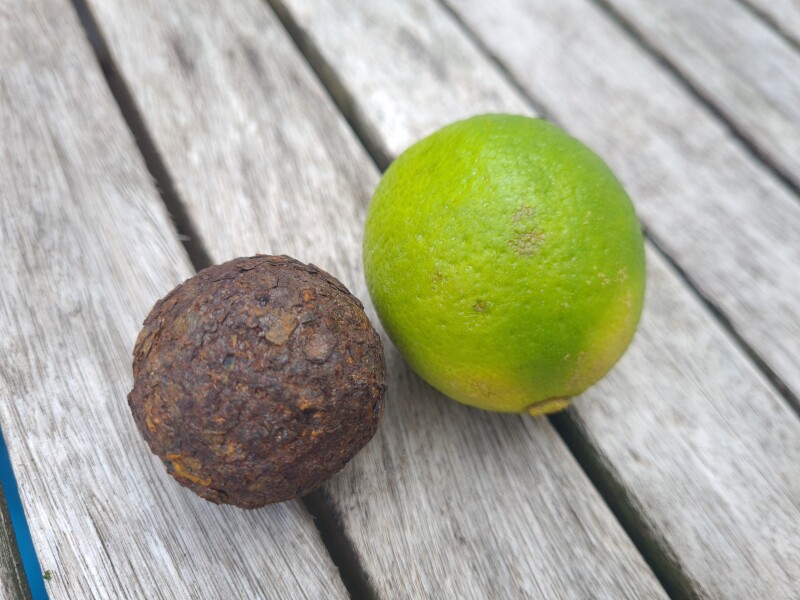 My mum found this in the garden... 