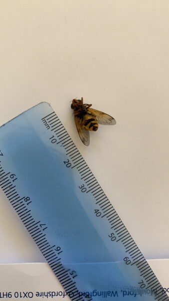 Can anyone tell me if this is a wasp or a bee