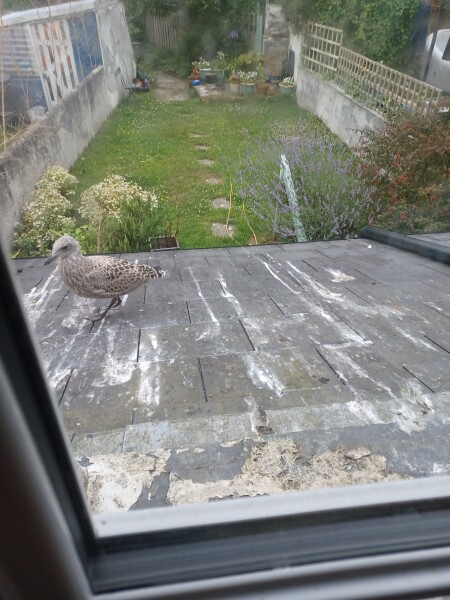 Neighbour keep throwing food scraps on my side 