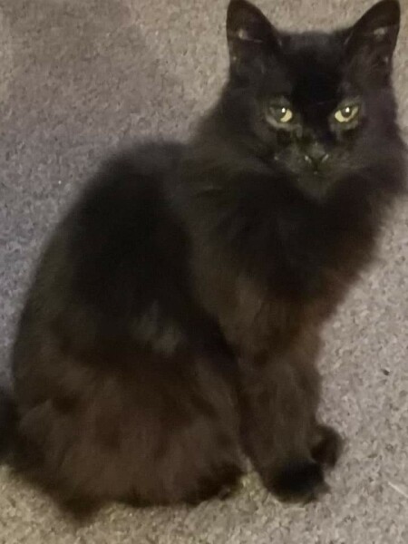 Larry the Cat for Prime Minister.