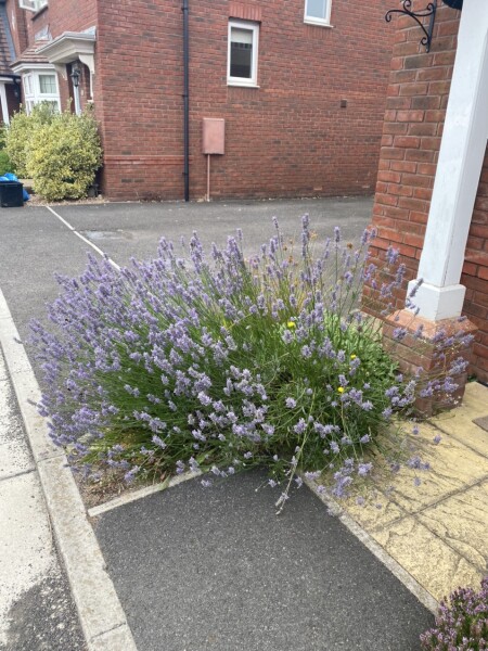 Urgent help - lavender
