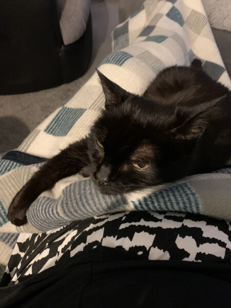 How to keep a cat cool?