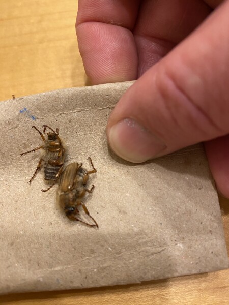What is this bug???