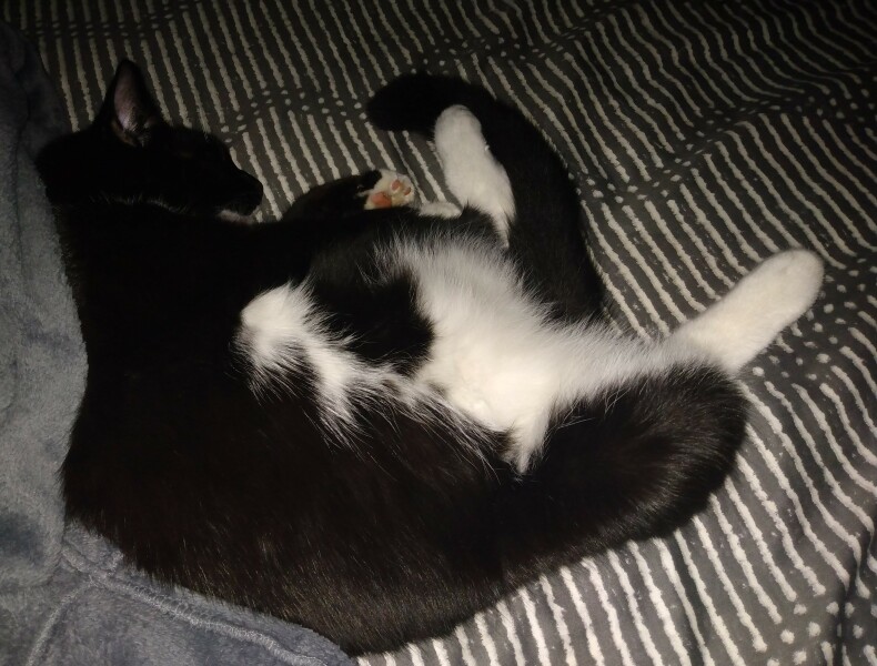 Being oversensitive to my cat?