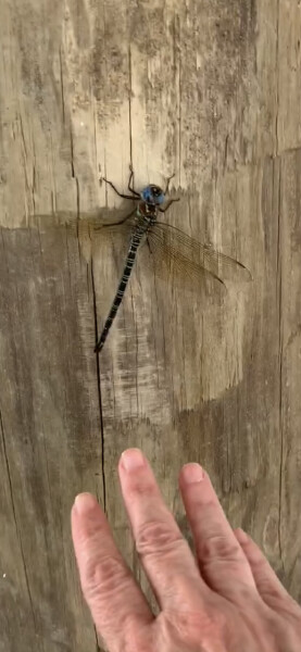 Does anyone else think dragonflies are absolutely disgusting ?