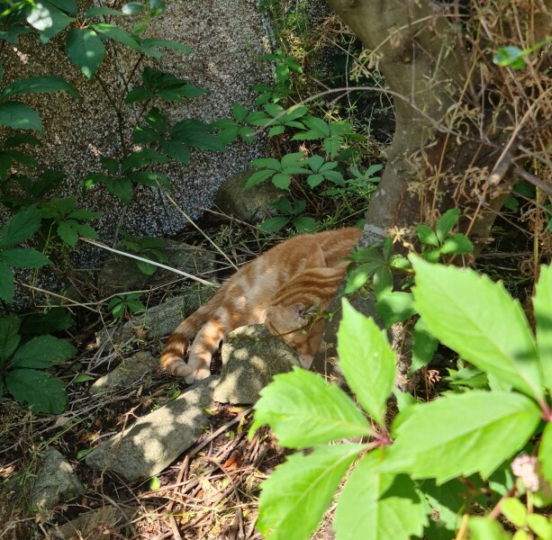 How my cats (lizards) are dealing with this terrible heat?