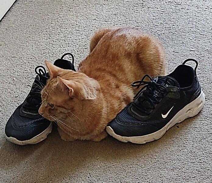 My cat likes to sleep...