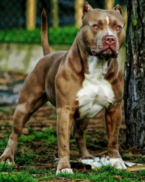 To have picked my puppy up? 