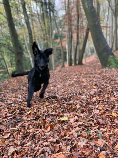 What does your dog do all day?