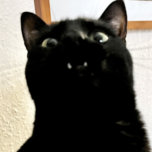 Cat mugshots