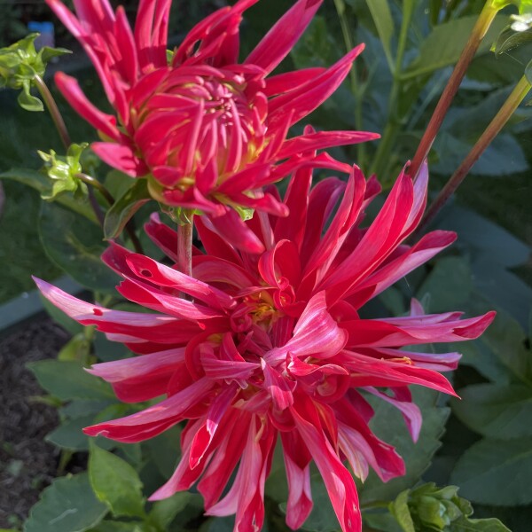 Who’s growing Dahlias this year