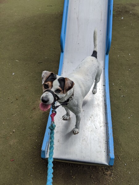 Collar for a lively Labrador puller