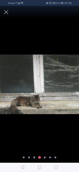 What type of cat? 