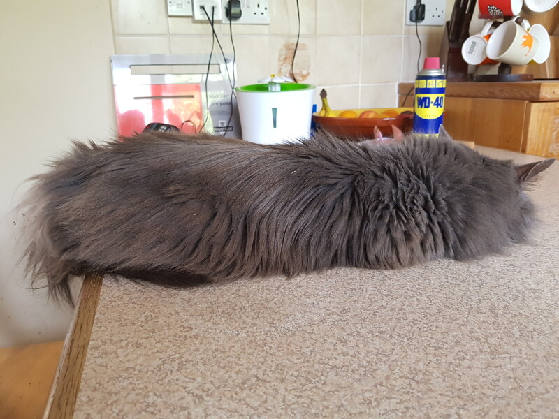 My cat likes to sleep...