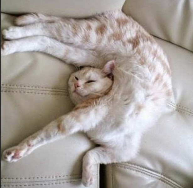 Neighbour getting cross about my cats