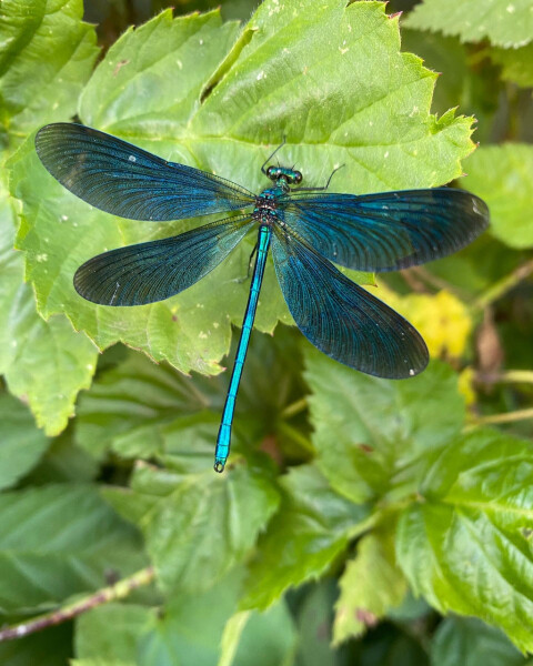 Does anyone else think dragonflies are absolutely disgusting ?