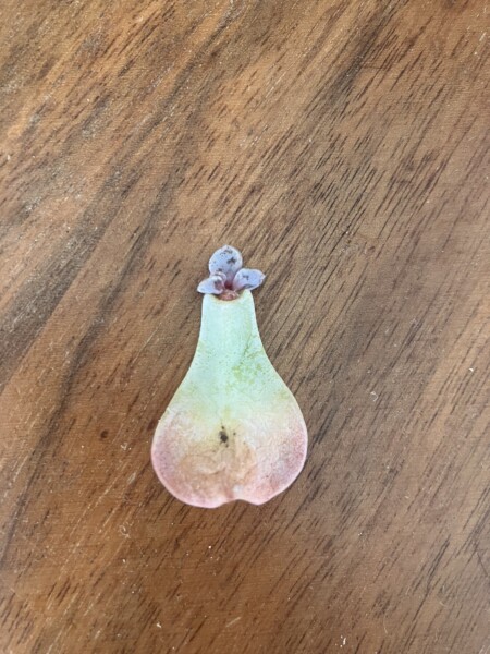 Succulent help