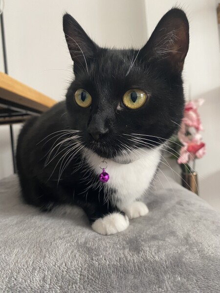 Larry the Cat for Prime Minister.