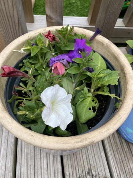 What can't I keep any flowers alive?