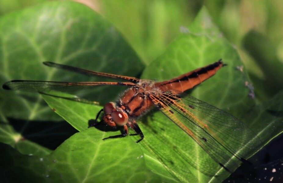 Does anyone else think dragonflies are absolutely disgusting ?