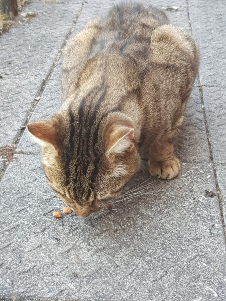 Thug cat part 4.  After all, it's not my Axminster.