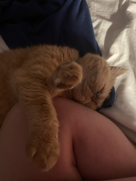 How my cats (lizards) are dealing with this terrible heat?