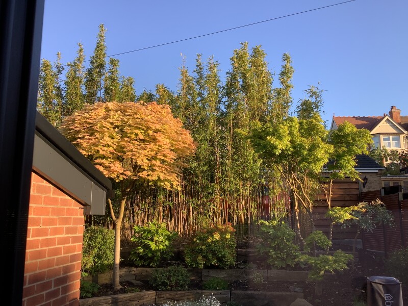 Japanese knotweed identified on survey