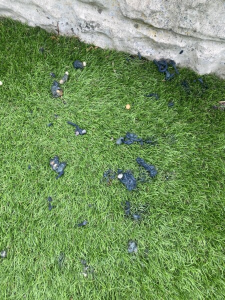 What in earth is this on my garden? Is it some kind of poo? It's like jelly